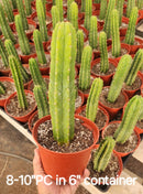 Trichocereus Pachanoi Common San Pedro PC Ornamental Grafting Cactus Cuttings and Potted by The Succulent Source