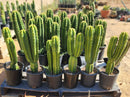 Trichocereus Pachanoi Common San Pedro PC Ornamental Grafting Cactus Cuttings and Potted by The Succulent Source