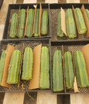 Trichocereus Pachanoi Common San Pedro PC Ornamental Grafting Cactus Cuttings and Potted by The Succulent Source