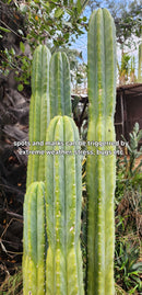 Trichocereus Pachanoi Common San Pedro PC Ornamental Grafting Cactus Cuttings and Potted by The Succulent Source