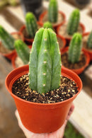 Trichocereus Pachanoi Common San Pedro PC Ornamental Grafting Cactus Cuttings and Potted by The Succulent Source