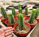 Trichocereus Pachanoi Common San Pedro PC Ornamental Grafting Cactus Cuttings and Potted by The Succulent Source