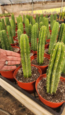Trichocereus Pachanoi Common San Pedro PC Ornamental Grafting Cactus Cuttings and Potted by The Succulent Source