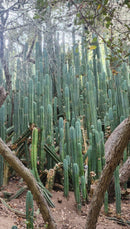 Trichocereus Pachanoi Common San Pedro PC Ornamental Grafting Cactus Cuttings and Potted by The Succulent Source