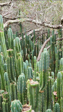 Trichocereus Pachanoi Common San Pedro PC Ornamental Grafting Cactus Cuttings and Potted by The Succulent Source