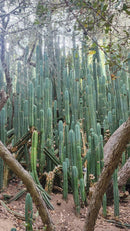 Trichocereus Pachanoi Common San Pedro PC Ornamental Grafting Cactus Cuttings and Potted by The Succulent Source