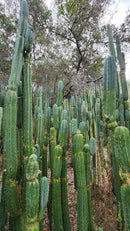 Trichocereus Pachanoi Common San Pedro PC Ornamental Grafting Cactus Cuttings and Potted by The Succulent Source