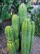 Trichocereus Pachanoi Common San Pedro PC Ornamental Grafting Cactus Cuttings and Potted by The Succulent Source