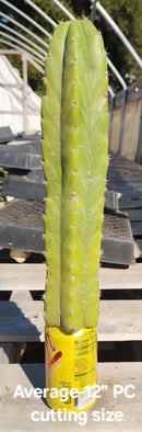 Trichocereus Pachanoi Common San Pedro PC Ornamental Grafting Cactus Cuttings and Potted by The Succulent Source