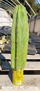 Trichocereus Pachanoi Common San Pedro PC Ornamental Grafting Cactus Cuttings and Potted by The Succulent Source