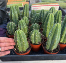 Trichocereus Pachanoi Common San Pedro PC Ornamental Grafting Cactus Cuttings and Potted by The Succulent Source