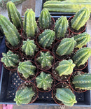 Trichocereus Pachanoi Common San Pedro PC Ornamental Grafting Cactus Cuttings and Potted by The Succulent Source