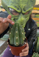 Trichocereus Pachanoi Common San Pedro PC Ornamental Grafting Cactus Cuttings and Potted by The Succulent Source