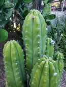 Trichocereus Pachanoi Common San Pedro PC Ornamental Grafting Cactus Cuttings and Potted by The Succulent Source