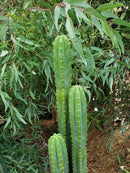 Trichocereus Pachanoi Common San Pedro PC Ornamental Grafting Cactus Cuttings and Potted by The Succulent Source