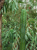 Trichocereus Pachanoi Common San Pedro PC Ornamental Grafting Cactus Cuttings and Potted by The Succulent Source