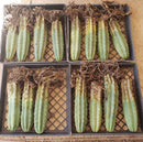 Trichocereus Pachanoi Common San Pedro PC Ornamental Grafting Cactus Cuttings and Potted by The Succulent Source