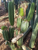 Trichocereus Pachanoi Common San Pedro PC Ornamental Grafting Cactus Cuttings and Potted by The Succulent Source