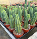 Trichocereus Pachanoi Common San Pedro PC Ornamental Grafting Cactus Cuttings and Potted by The Succulent Source
