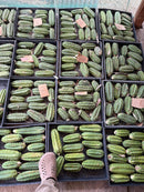 Trichocereus Pachanoi Common San Pedro PC Ornamental Grafting Cactus Cuttings and Potted by The Succulent Source