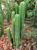 Trichocereus Pachanoi Common San Pedro PC Ornamental Grafting Cactus Cuttings and Potted by The Succulent Source
