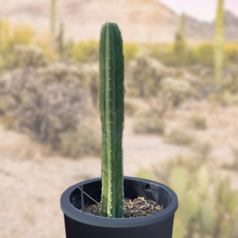 Trichocereus Pachanoi