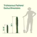 Trichocereus Pachanoi