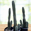 Peruvian Apple Cactus