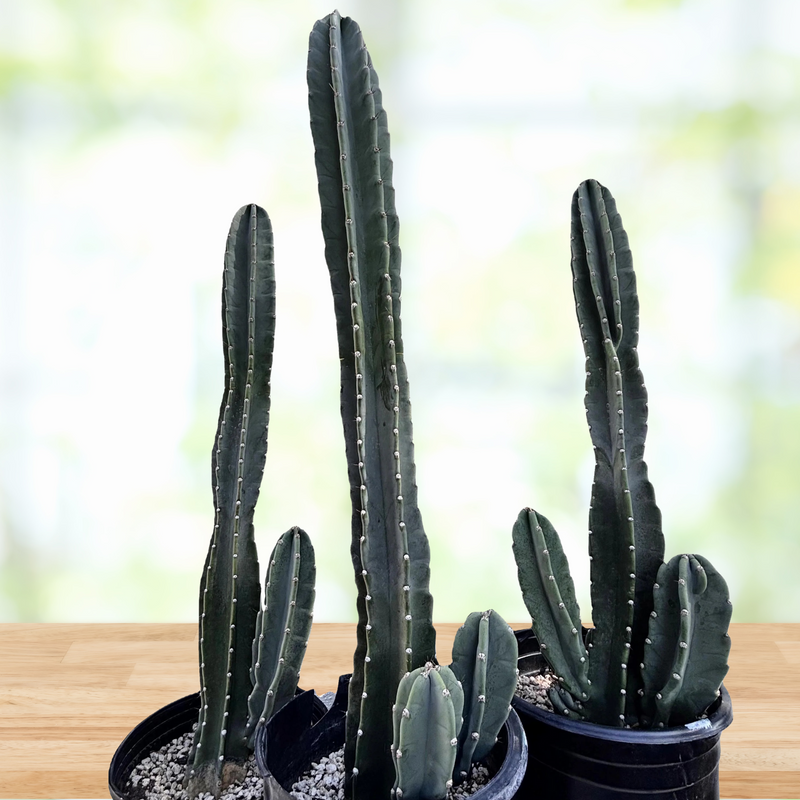 Peruvian Apple Cactus