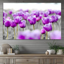 Tulip Fields Canvas Wall Art Print