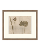 Botanical Thoughts II