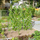 71 x 71 Inch U-Shaped Tall Garden Arched Trellis for Climbing Plants by LJGDeals
