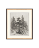 Pine Etching