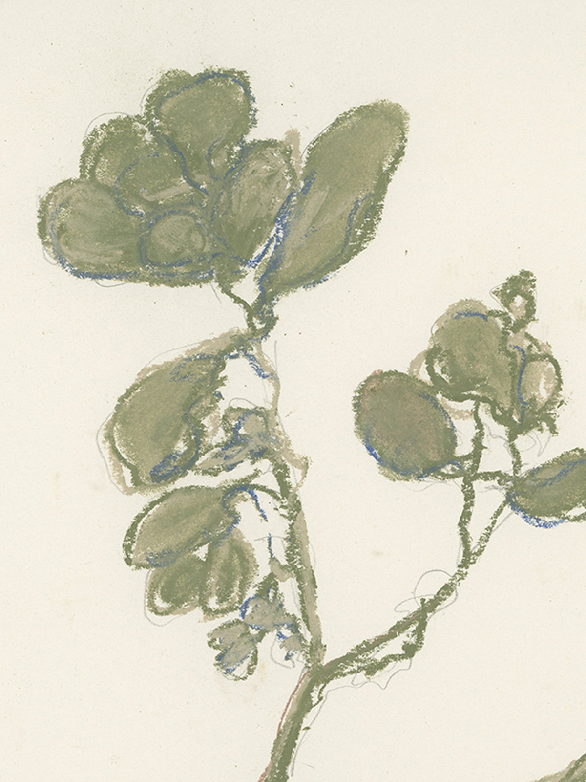 Pastel Mistletoe, photo 4 of 28