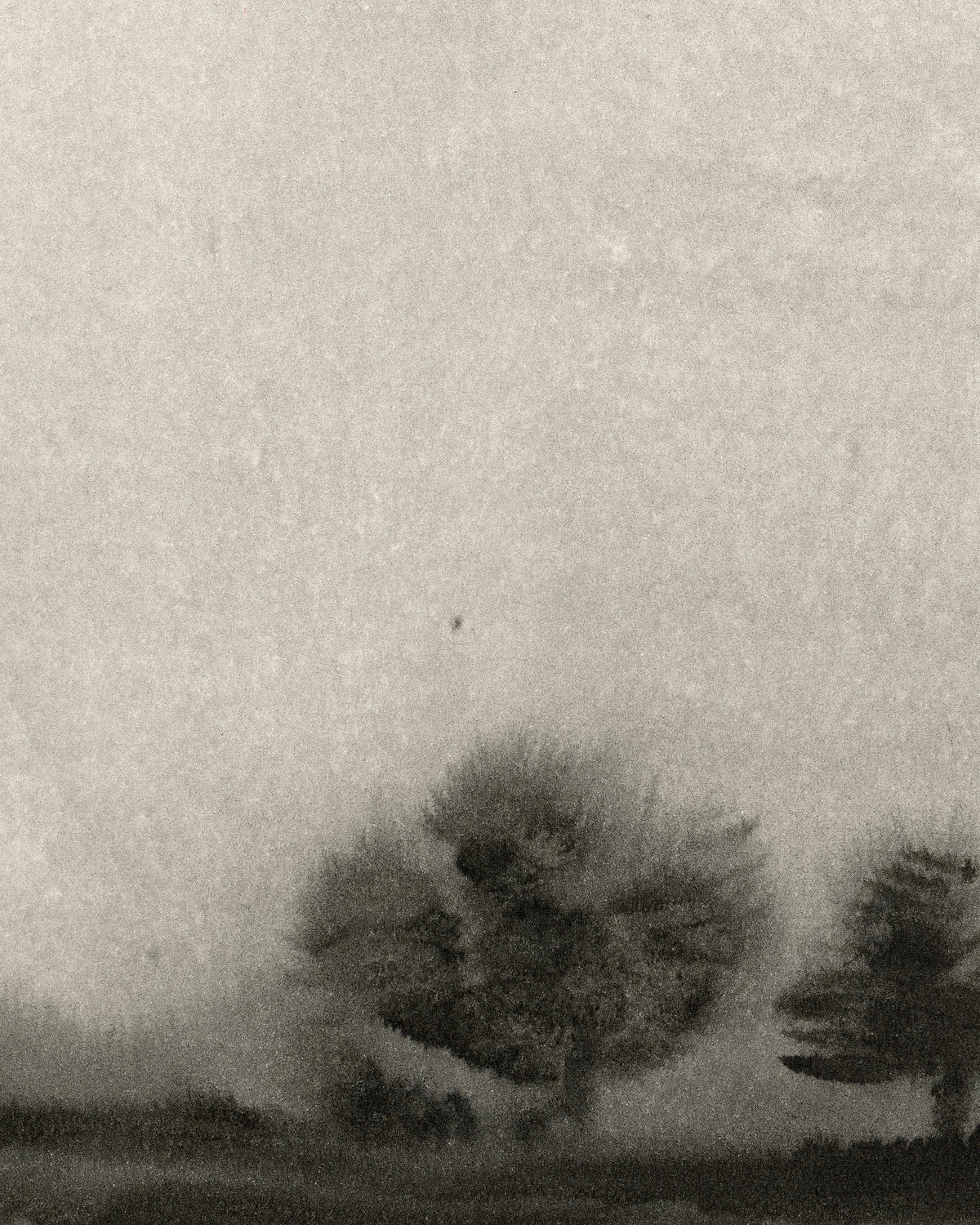 Trees In The Mist, photo 5 of 11