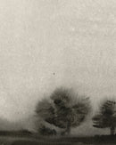 Trees In The Mist