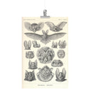 "Chiroptera" [Bats] by Ernst Haeckel Matte Poster