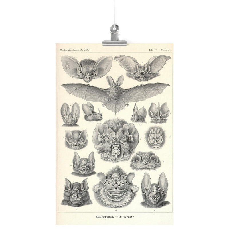 "Chiroptera" [Bats] by Ernst Haeckel Matte Poster