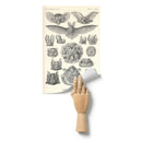 "Chiroptera" [Bats] by Ernst Haeckel Matte Poster