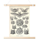 "Chiroptera" [Bats] by Ernst Haeckel Matte Poster