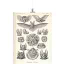 "Chiroptera" [Bats] by Ernst Haeckel Matte Poster