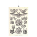 "Chiroptera" [Bats] by Ernst Haeckel Matte Poster