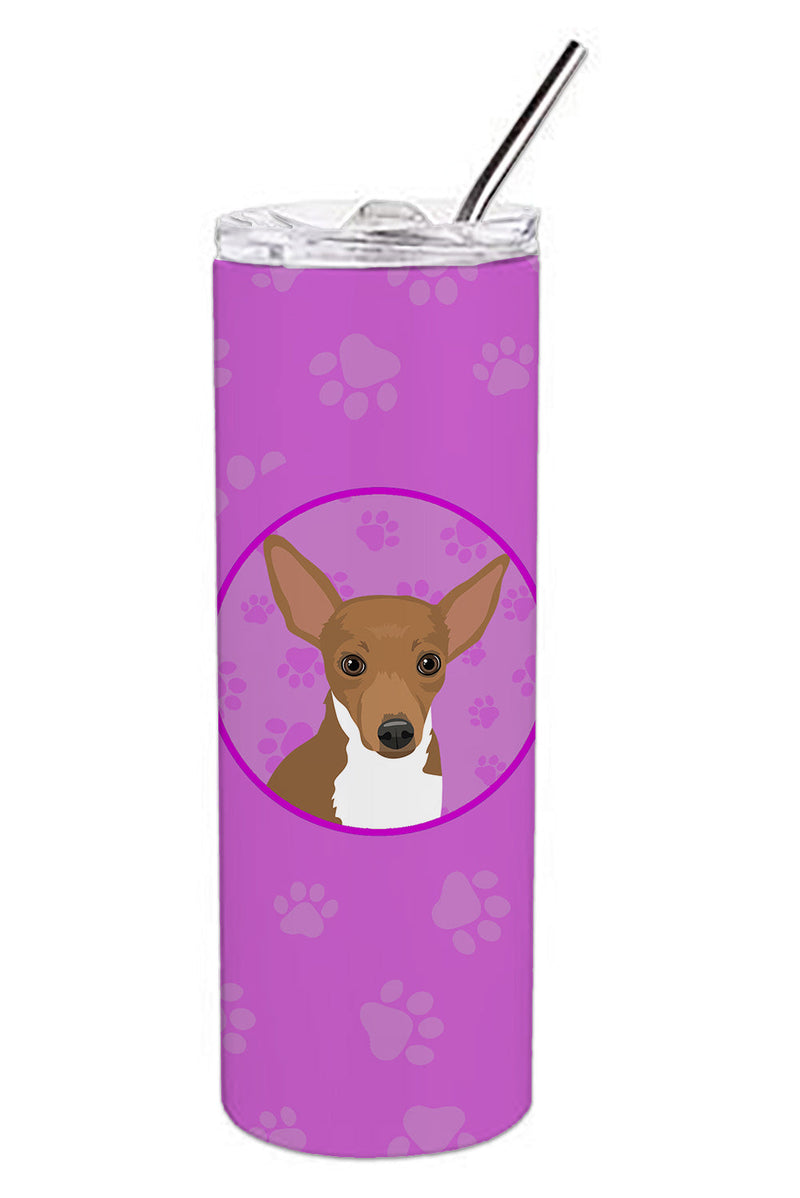 Chihuahua Chocolate and White