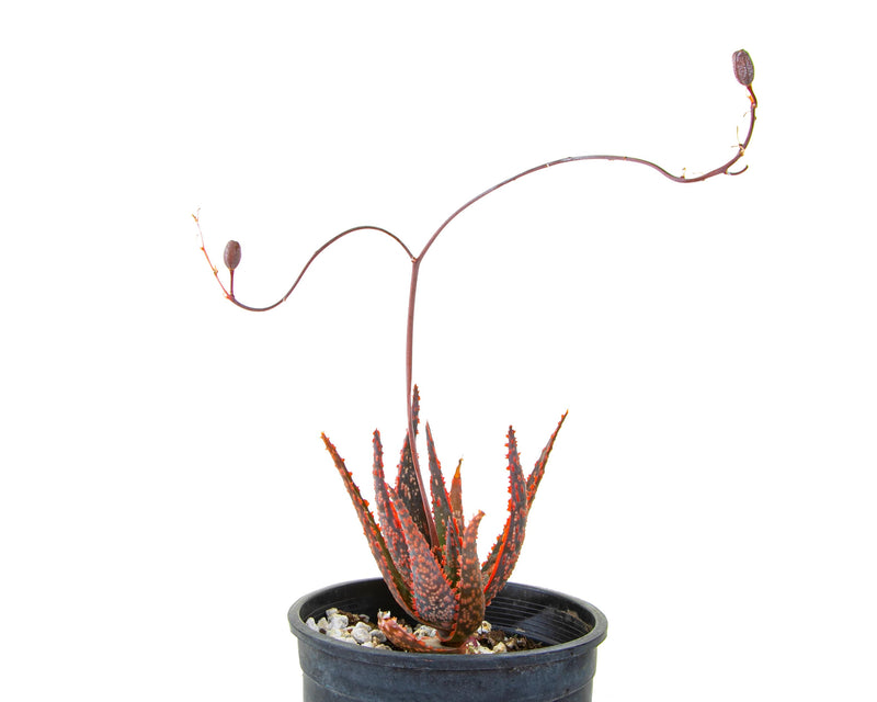 Aloe 'Christmas Carol'