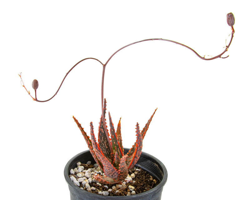 Aloe 'Christmas Carol'