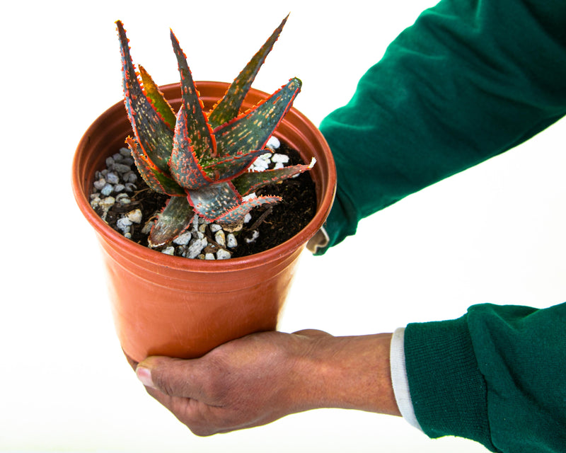 Aloe 'Christmas Carol'
