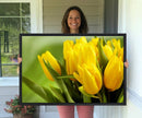 Wall Art Yellow Tulips Canvas Print by MyGreatCanvas | Canvas Wall Art Prints | Photo Prints & Wall Decor