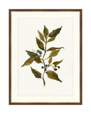 Watercolor Branch