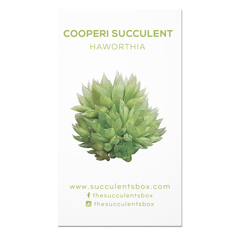 Agave/ Aloe/ Gasteria and Haworthia Succulent ID Cards