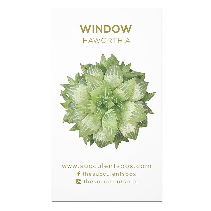 Agave/ Aloe/ Gasteria and Haworthia Succulent ID Cards